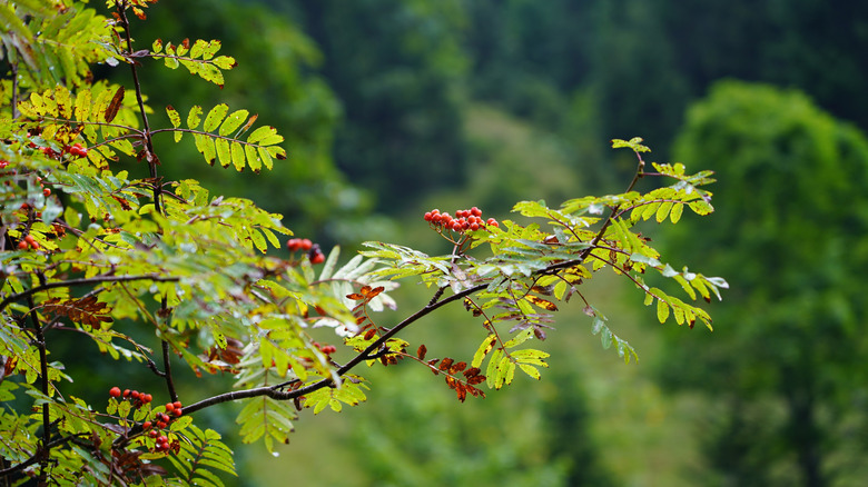 Mountain Ash tree with red blooms