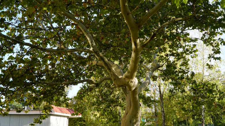 London Plane tree