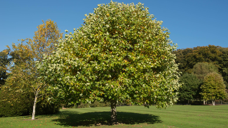Tulip Tree growing in green grass area