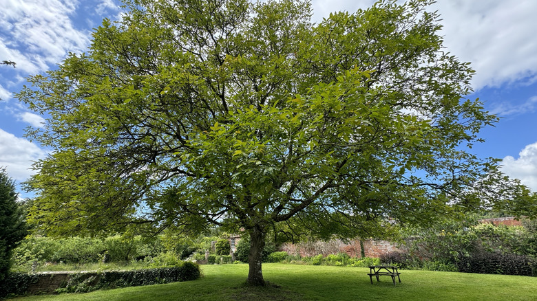 A large, healthy walnut tree