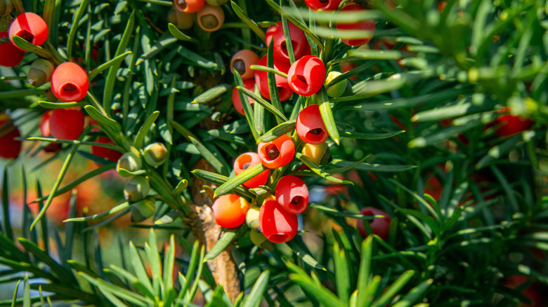 red fruit seeds of a yew tree