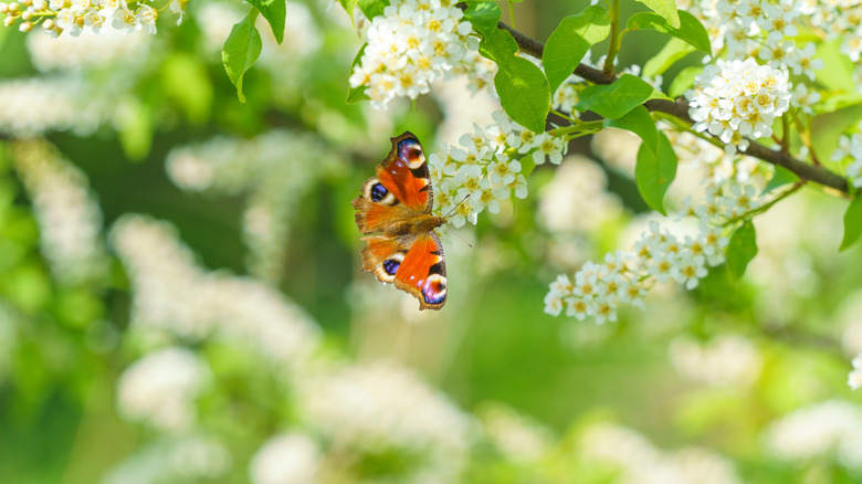 Butterfly on cherry blossoms
