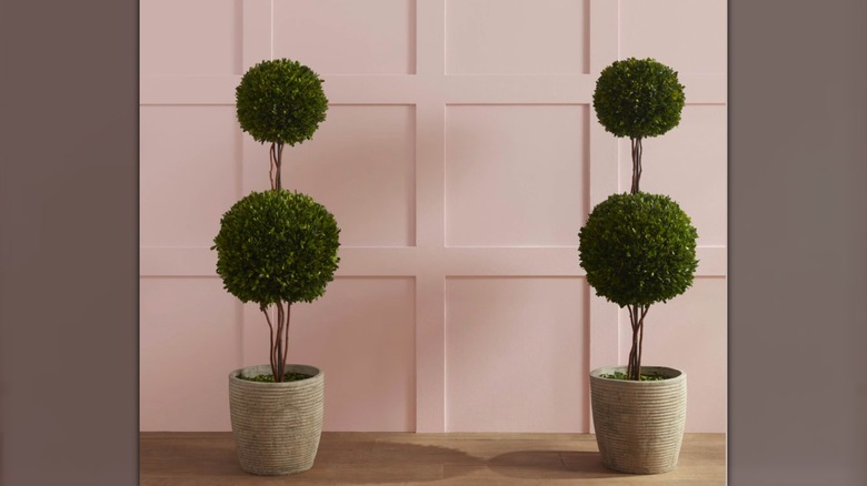 Two shrubs on floor with Sonoma Clay walls.