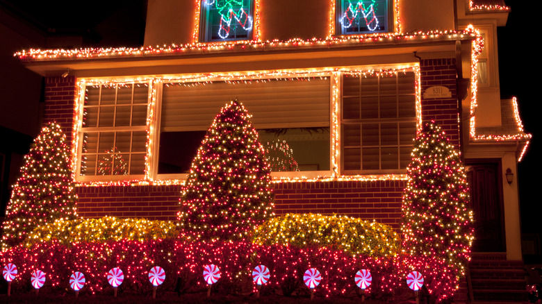 Bushes decorated with net lights