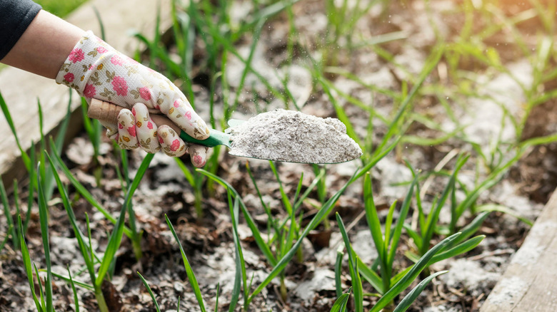 a hand with floral gardening glove putting wood ash in garden