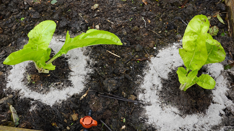 two plants with a circle of wood ash to protect from pests