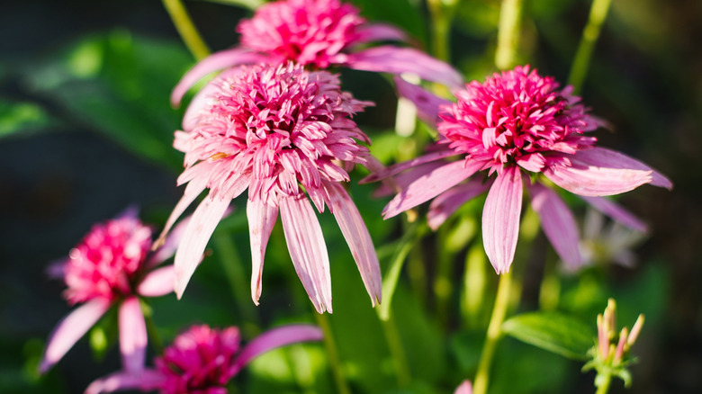 Bright pink double bloom coneflowers with slender pink petals