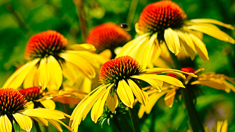 Bright yellow and orange Echinacea 'Daydream' coneflowers with blurred greenery in the background