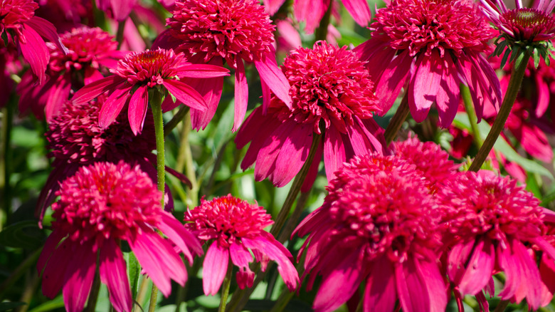 'Double Scoop Cranberry' coneflowers in full bloom