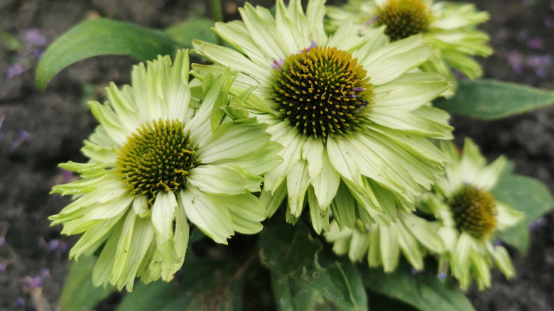 Echinacea purpurea 'Green Jewel' coneflowers in bloom