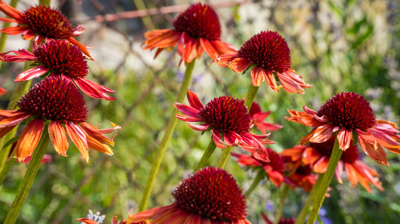 Echinacea 'Intense Orange' coneflowers in bloom