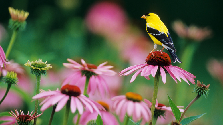 Yellow and black goldfinch on a coneflower in bloom