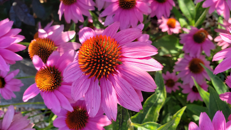 Close up of purple coneflowers in the garden