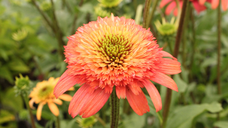 Bright pink Echinacea 'Secret Passion' in bloom