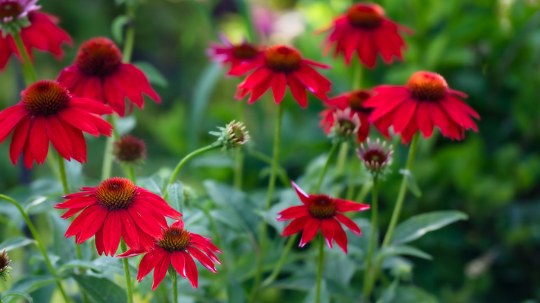 Echinacea red sombrero coneflowers in bloom