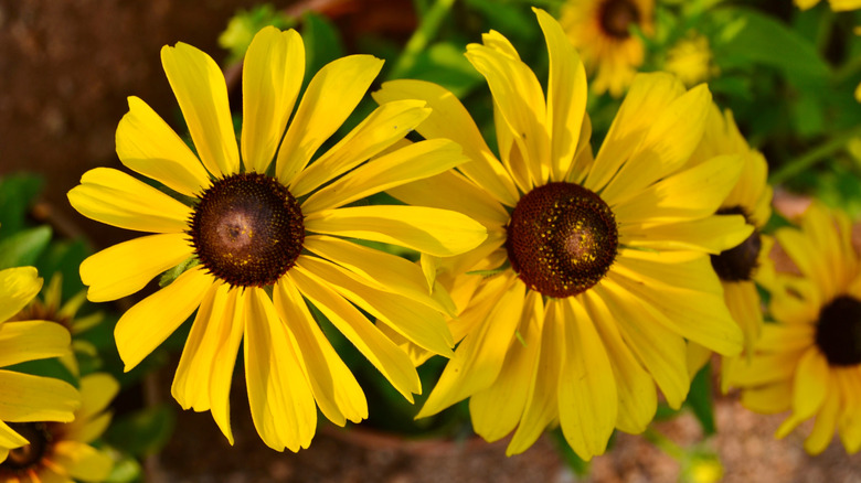 Close up of yellow coneflower also known as Ozark coneflower
