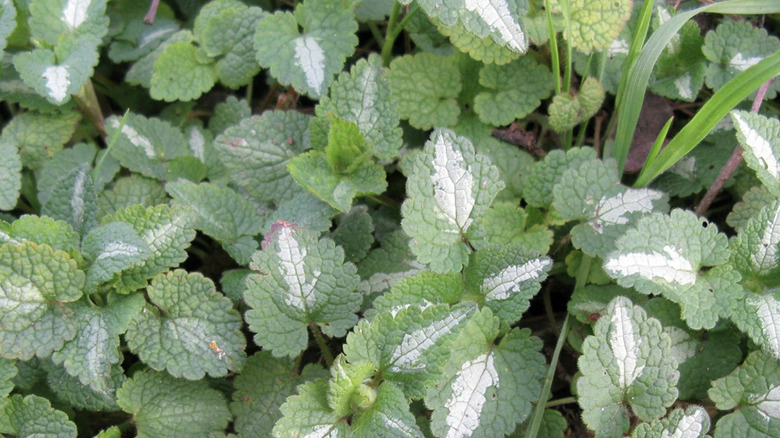 Close up of green leaves with white center