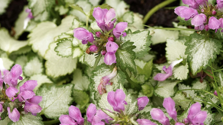 Close up of small pink flowers white white silver leaves