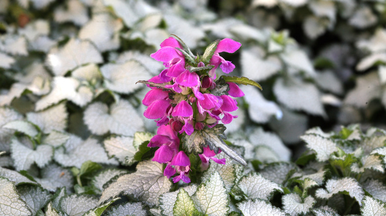 spotted deadnettles with pink flowers and white frosted leaves