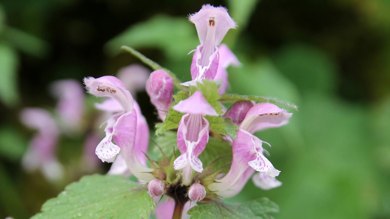 spotted deadnettles with purple flowers