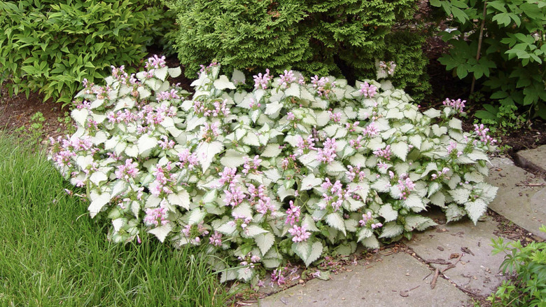 Flowering 'Pink Chablis' lamium with light pink flowers and white silver leaves