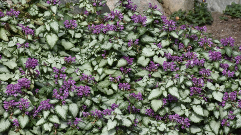 Flowering 'Purple Dragon' lamium on green and silver leaves