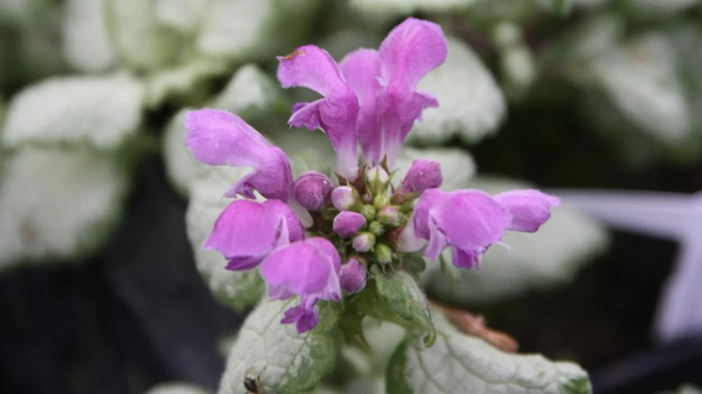 Close up of small 'Red Nancy' Lamium flowers