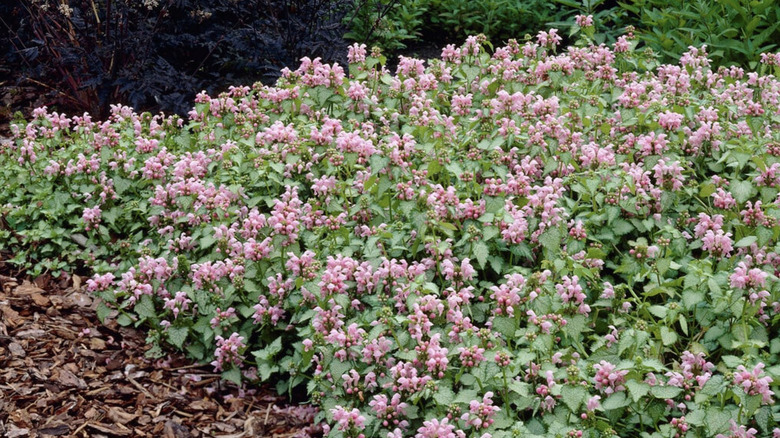 Flowering 'Shell Pink' lamium ground cover