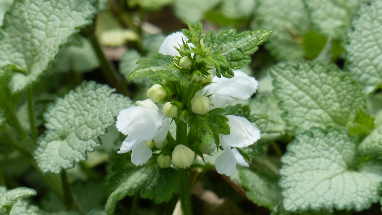 'White Nancy' spotted deadnettles with white small flowers