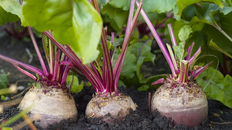 three beets growing in the ground