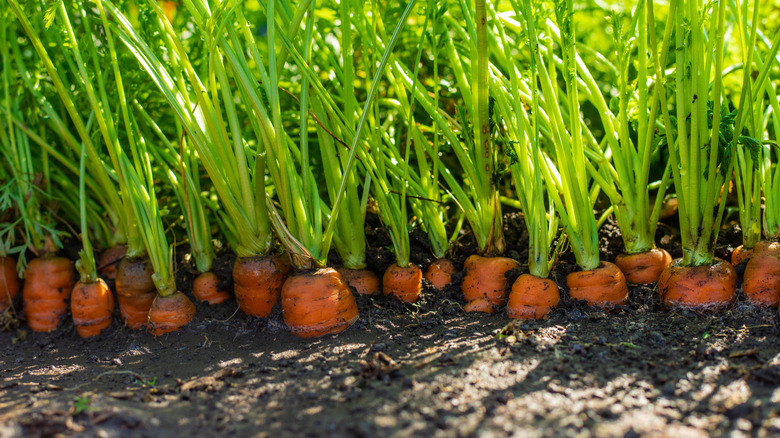 carrots in the ground