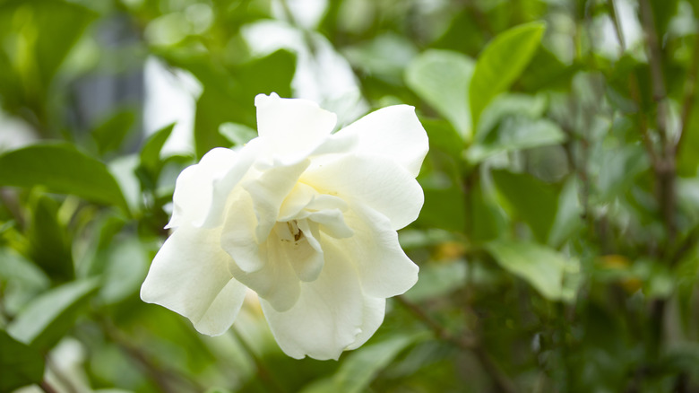 close up of a white gardenia