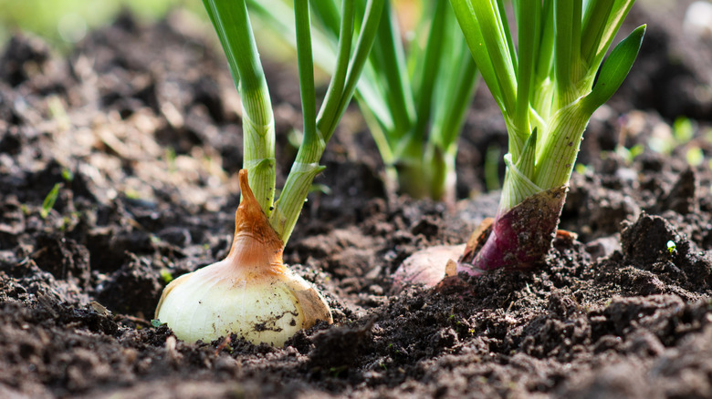 onions growing in the ground
