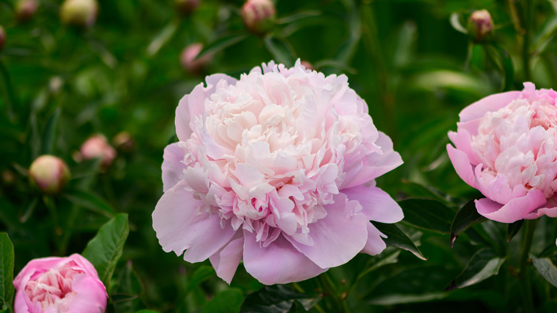 close up of pink peonies