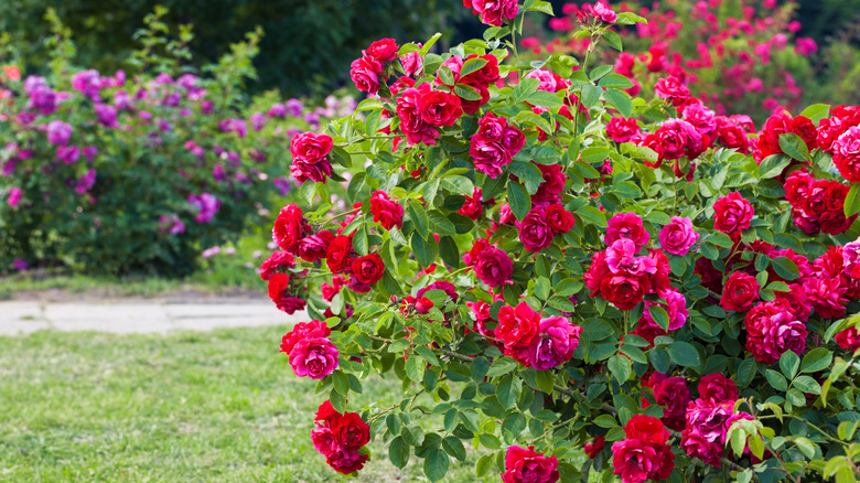 red rose bush with fuchsia rose bush in the background