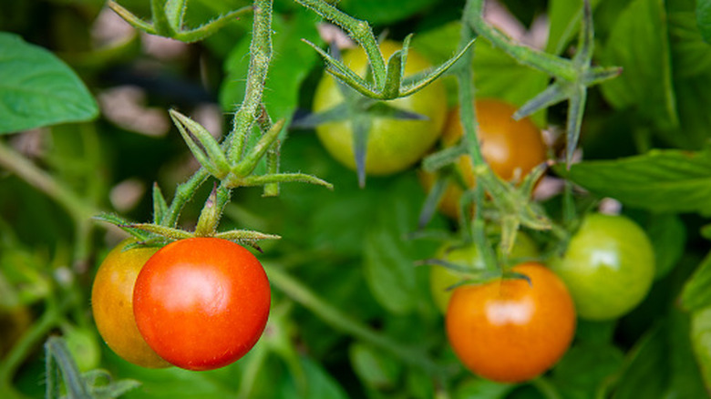 cherry tomatoes growing on the vine