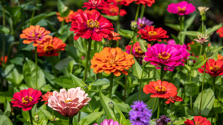 colorful zinnia flowers