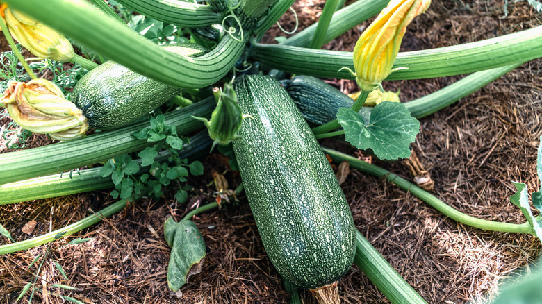 close up of a zucchini plant