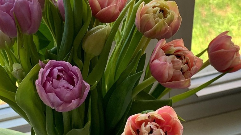 pink and orange-pink peony tulips