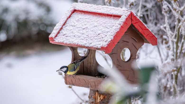 Bird house in the backyard during winter