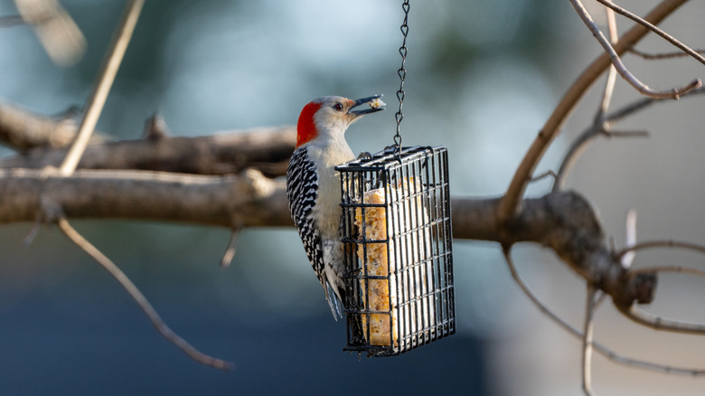 Woodpecker eating from a suet feeder
