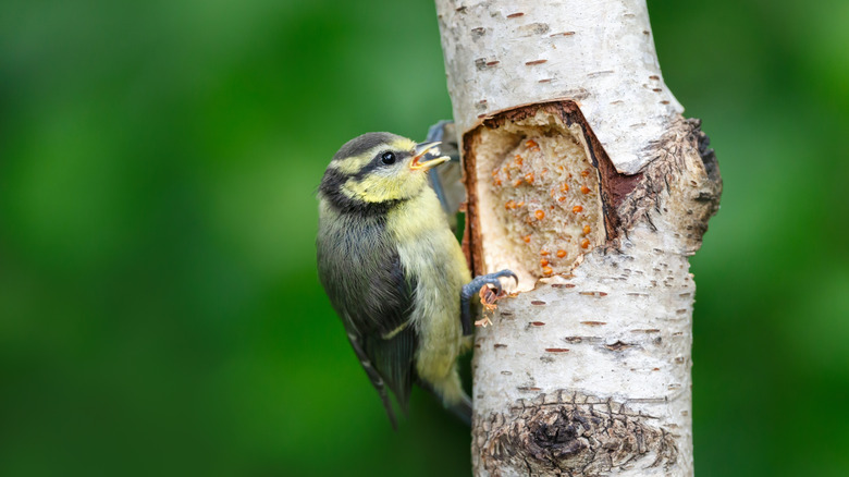Bird eating from suet in a tree branch