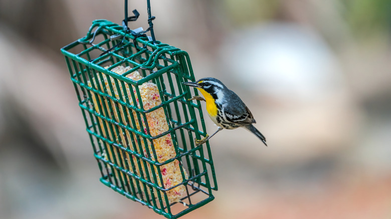 Hanging metal wire suet feeder with a bird clinging to the side
