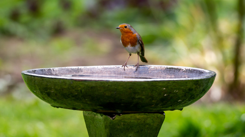 Bird sitting on the edge of a bird bath