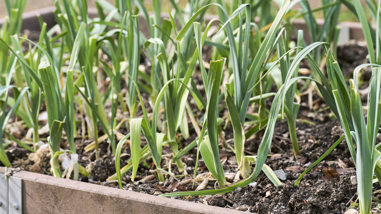 Garlic plants in raised garden bed
