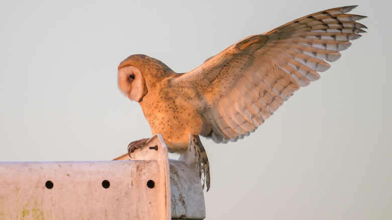 An owl on top of a nesting box