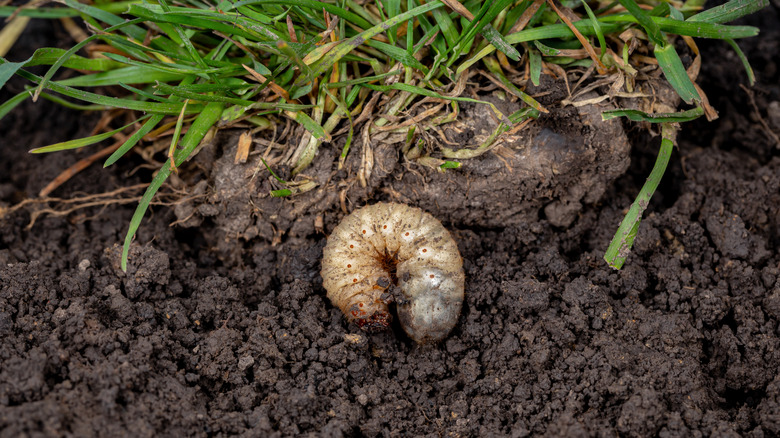 Close-up of a grub in soil