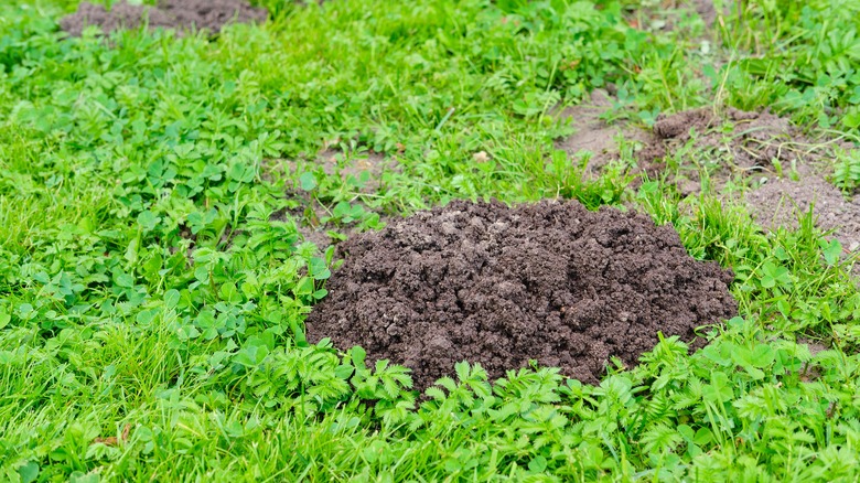 Mole hills in yard