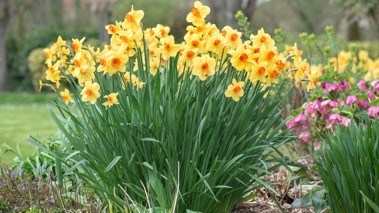 Yellow daffodils in garden bed