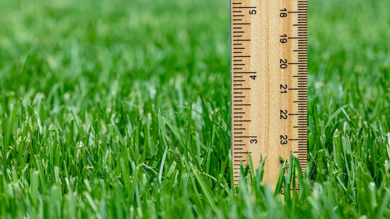 A ruler sticking in the grass